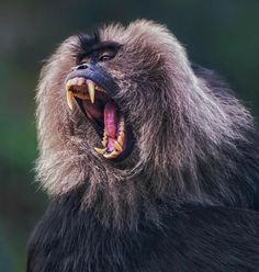 a monkey with its mouth open and it's teeth wide open, showing fangs