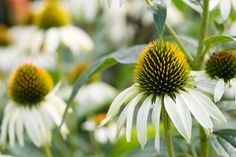 white and yellow flowers with green leaves in the background