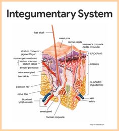 the structure of an integumenary system is shown in this diagram, with labels on