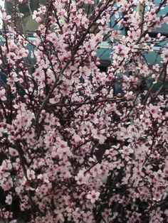 a tree with pink flowers in front of a blue truck