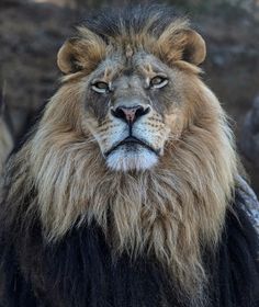 a close up of a lion's face with trees in the background