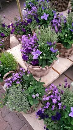 several baskets filled with purple flowers sitting on top of a wooden table next to other plants