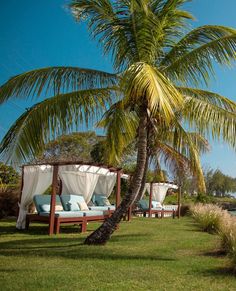 lounge chairs under a palm tree on the lawn at a resort or spa in mexico