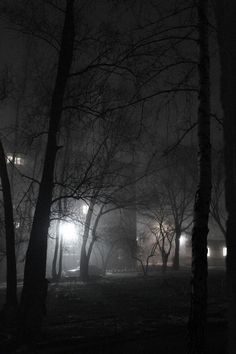 foggy night in the park with trees and street lights