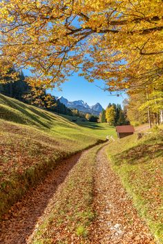 a dirt road in the middle of an autumn forest