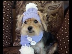 a small dog wearing a purple hat and scarf sitting on a couch next to pillows