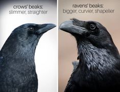 two black crows side by side with the caption crows beaks summer, straightener bigger, curver, shapelier