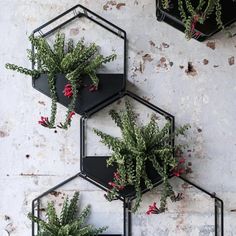 three black hexagonal planters with plants in them on a white brick wall