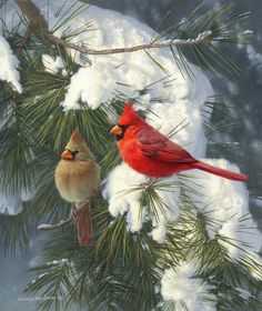 two red birds perched on top of a pine tree branch covered in snow and ice