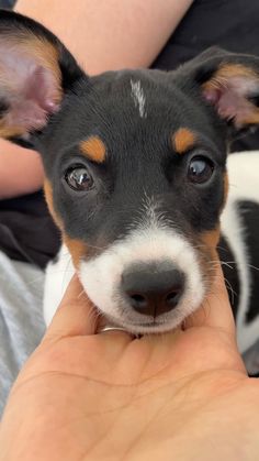 a small black and white dog being petted by someone