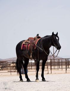 a black horse with saddle standing in the sand