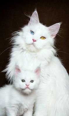 two white cats sitting next to each other on a brown background in front of a black backdrop