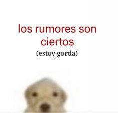 a dog is shown with the caption'los rumores son cietos estoy corda '