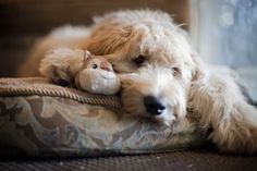 a dog laying on top of a pillow with a stuffed animal