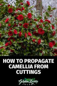 red roses growing on top of a bush with the words how to propagate camellia from cuttings