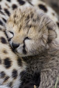 a baby cheetah is cuddling with its mother