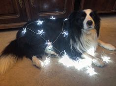 a black and white dog laying on the floor with christmas lights around it's neck