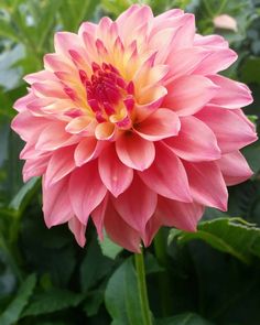 a pink flower with yellow center surrounded by green leaves