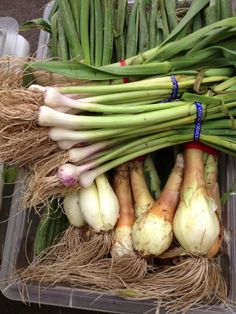 there are many onions in the bin together