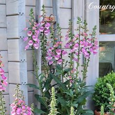 pink flowers are growing in pots next to a window