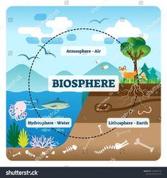 the life cycle of an animal and its environment