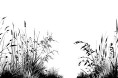 black and white photograph of tall grass