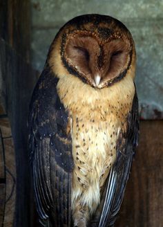 an owl sitting on top of a piece of wood with its eyes closed and it's head turned to the side