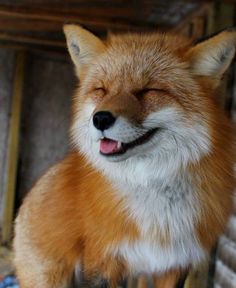 a close up of a fox with its eyes closed