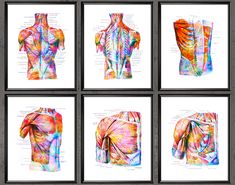 four different pictures of the back and shoulder muscles in various colors, each with their own image