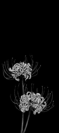 black and white photograph of two flowers in the dark with one flower bud still attached