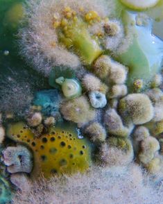 an underwater view of some corals and algae