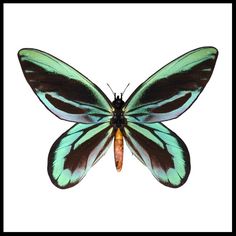 a green and black butterfly on a white background