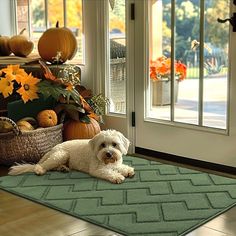 a small white dog laying on top of a green rug in front of a door