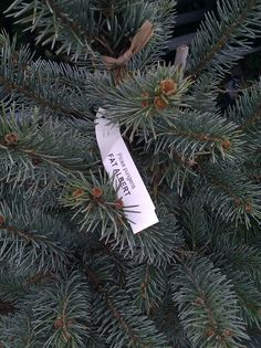 a piece of paper is stuck to the needles of a pine tree