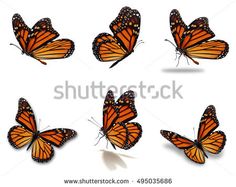 several orange butterflies flying in the air with their wings spread out and facing different directions