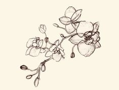 Tattoo ideas Jared Scott, Wallpaper 1440x2560, Flower Thoughts, Bird Tattoo Sleeves, Unique Half Sleeve Tattoos, Paint Patterns, Orchid Tattoo, Tattoo Shoulder