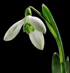 a white flower with green stems on a black background