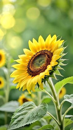 a large sunflower in the middle of a field