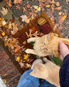 an orange cat is being petted by someone