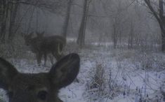 two deer standing in the woods on a snowy day