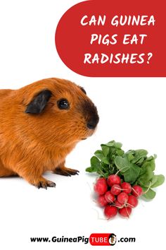 a guinea pig sitting next to radishes with the caption can guinea pigs eat radishes?