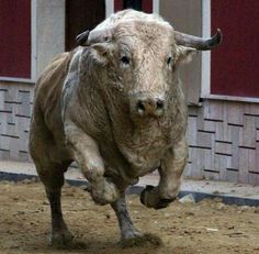 a bull with horns running on dirt ground in front of a red wall and door