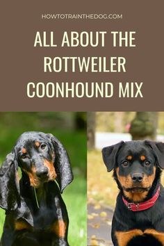 two black and brown dogs with the words all about the rotweiler coonhound mix