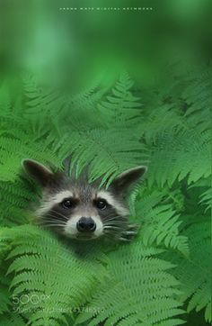 a raccoon peeking out from behind some green leaves