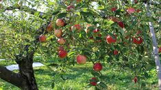 an apple tree filled with lots of red apples