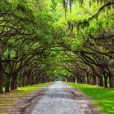 a dirt road surrounded by trees covered in moss