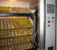 an industrial machine is filled with eggs