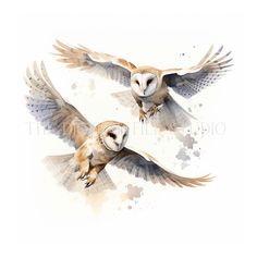 two owls flying in the air with their wings spread