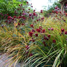 some very pretty flowers and grass by the side of a building with trees in the background