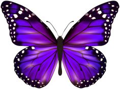 a purple butterfly with white spots on its wings